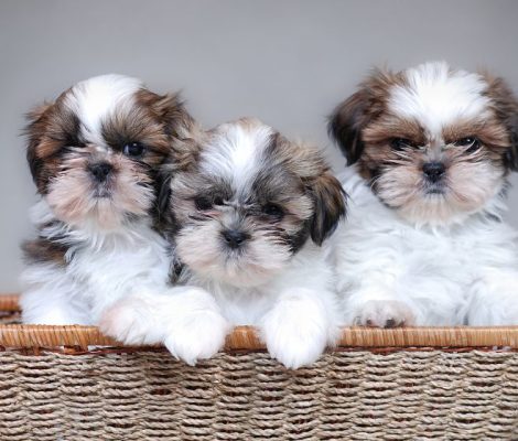 shihpoo-puppies-for-sale-content4