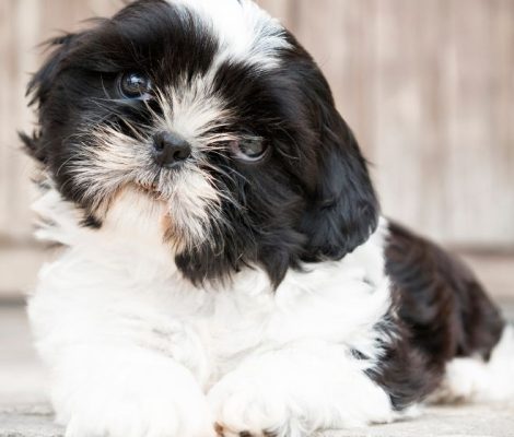 shihpoo-puppies-for-sale-content6