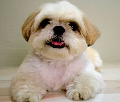 shihpoo-puppies-for-sale-content7